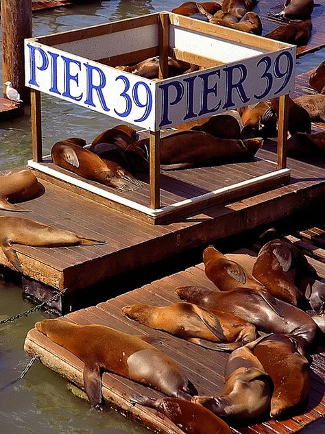 Pier 39 San Francisco, Pier 39, San Francisco Travel, California Travel Road Trips, California Dreamin', San Fran, California Dreaming, Road Trip Usa, Back To Nature