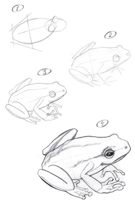 Frog Drawing Sketches Tutorial, How To Draw A Realistic Frog Step By Step, Animal Sketch Tutorial, Simple Frog Sketch, Easy Frog Drawing Step By Step, Frog Pencil Drawing, Animal Drawing Tutorial Step By Step, Step By Step Drawing For Beginners Pencil Sketching, Frog Tutorial Drawing