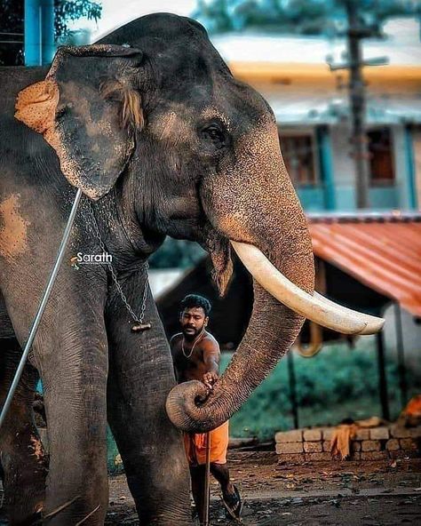 Kerala Elephant Photography, Kerala Elephant, Elephant Anatomy, Elephant Photography, Photography Inspiration Nature, Elephant Images, Elephants Photos, Famous Love Quotes, Asian Elephant