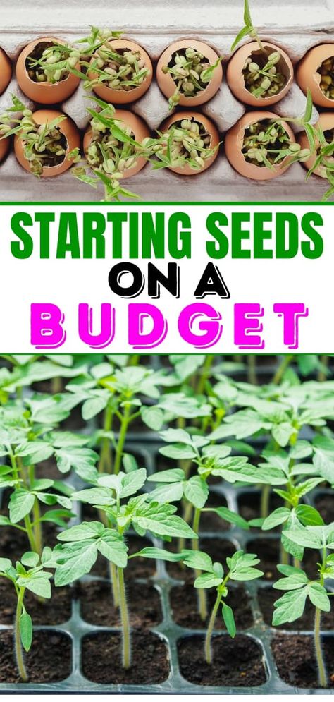 Seed Starter Setup, Seedling Starters Diy, Diy Greenhouse For Seedlings, How To Start Garden Seeds Indoors, Seeding Indoors Starting, Garden Starters Seed Starting, Seedlings Indoors Starting Diy, Growing Seedlings Indoors, Indoor Seed Starting Setup Diy