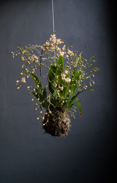 Orchid kokedama Plants In Moss Balls, Orchid Kokedama, Hanging Kokedama, Diy Kokedama, Garden Orchids, Hanging Moss, Art Floral Japonais, Grow Garlic, Hanging Orchid