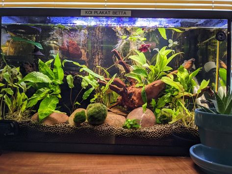 Planted 10 gallon tank with driftwood 40 Gallon Freshwater Aquarium Ideas, 10gallon Fish Tank, Modern Fish Tank Decor, 10 Gallon Shrimp Tank, 10 Gallon Planted Tank, Planted 10 Gallon Aquarium, Driftwood Fish Tank, 10 Gallon Fish Tank Ideas Natural, Fish Tank Set Up Freshwater Aquarium