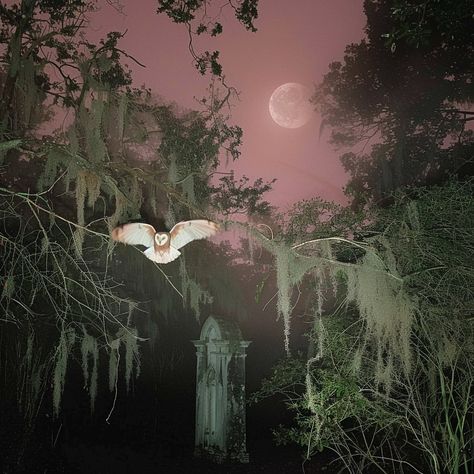 Instagram photo by anton alekseev • Apr 8, 2024 at 7:10 AM Dark Fairy Core, Southern Gothic, Gothic Aesthetic, Season Of The Witch, April 7, Ethereal Art, Barn Owl, Dark Beauty, Aesthetic Photo