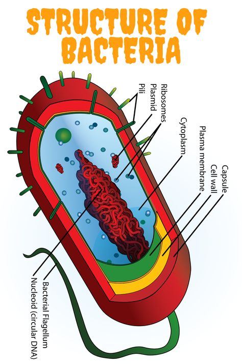 structure of bacteria Prokaryotic Cell, Cell Parts, Plasma Membrane, Biology Lessons, History Classroom, Cell Wall, Word Bank, Floral Drawing, Microbiology