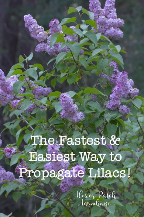 Want a lilac like your grandma, neighbor or more of what you already have? You can easily propagate them by digging up the suckers! Faster than taking cuttings and you get blooms sooner. Easy and fun, propagate lilacs from suckers. #lilacs #easygarden Lilac Bushes, Lilac Tree, Garden Shrubs, Creative Gardening, Propagating Plants, Easy Garden, Shade Garden, Outdoor Plants, Herb Garden