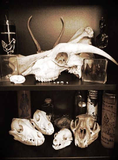 Oddities | cabinet of curiosity Taxidermist Aesthetic, Bone Shelf, Curiosity Display, Oddities Cabinet, Bone Collecting, Cabinet Of Curiosity, Skull Collection, Animal Skeletons, Taxidermy Art