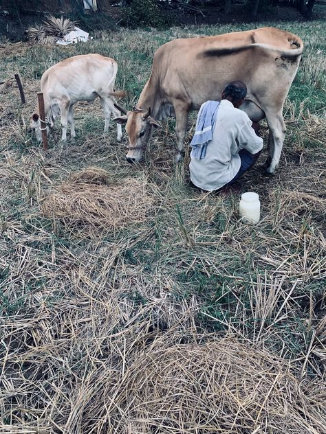 Cow is considered auspicious in Indian Hindu Culture. Hindus use milk and its products for religious purposes because it is believed to have purifying qualities: ghee, or clarified butter, is used in lamps for rituals; milk is used to bathe Hindu idols on special occasions; sweets made from milk or ghee are used as offerings to gods. #cowmilking #Indiancow Hindu Idols, Cow Milking, Hindu Culture, Clarified Butter, Milk Cow, Ghee, Cow, Lamps, Milk