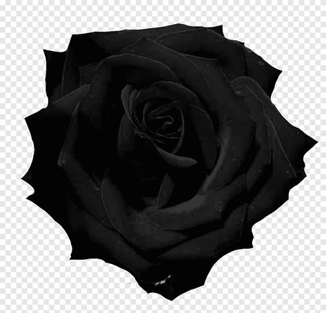 Black, Roses, Illustration Rose, Fleur Design, Design Floral, Black Rose, Lab, Romance, Quick Saves