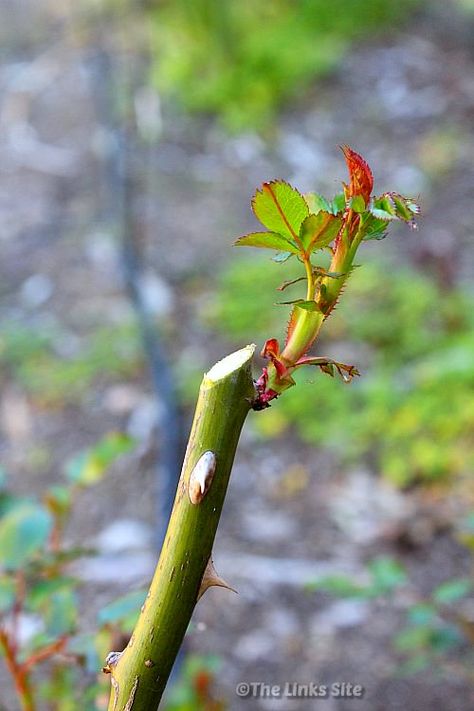 When and How to Prune Roses - The Links Site Rose Pruning Tips, Rose Bush Support Ideas, Rose Bush Trellis Ideas, How To Prune Roses, Pruning Roses Spring, Trim Rose Bushes, Pruning Knockout Roses, Planting Rose Bushes, When To Prune Roses