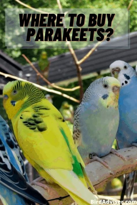 Fancy Parakeet, Parakeet Colors, Parakeet Care, Baked Tacos, Budgies Bird, Gardening Flowers, Parakeets, Pet Bird, Pet Birds