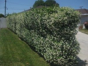 star jasmine (Trachelospermum jasminoides) hedge covers chain link fence (do this to screen off neighbor's pool) Cover A Chain Link Fence, Live Fence, Pagar Modern, Chain Fence, Trachelospermum Jasminoides, Outdoor Fence, Fence Plants, Yard Fence, Front Fence