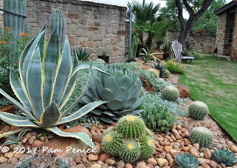 Mediterranean Cactus Garden, Zeroscaping Front Yard, Zeroscape Front Yard, Beaked Yucca, Succulent And Cactus Garden, Cactus Rock Garden, Mexican Plants, Mexican Gardens, Cactus Garden Design