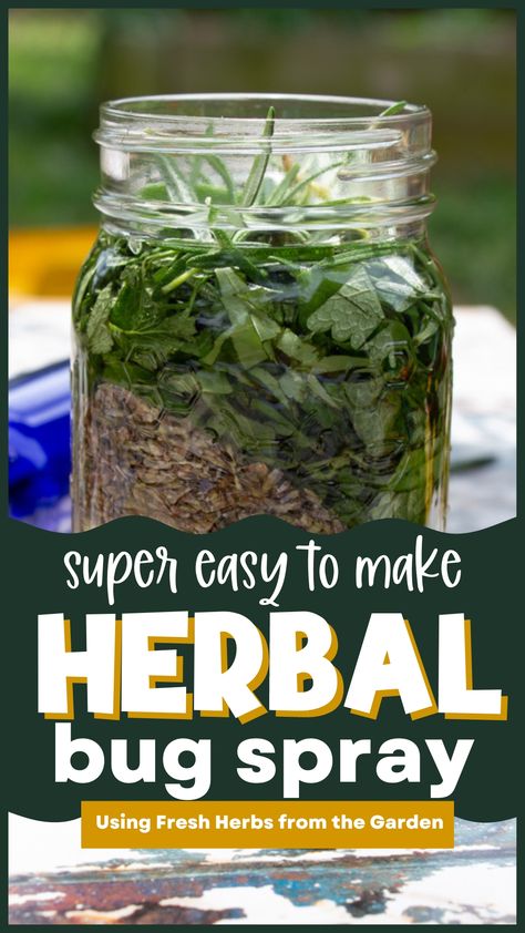 herbal bug spray steeping in a mason jar Beauty Berry Bug Spray, Herbs For Bug Repellent, Herbal Bug Repellent, Lemon Balm Bug Repellent, Basil Herbal Remedies, Jewelweed Spray Recipe, Natural Bug Repellent For Yard, Vanilla Bug Spray Recipe, Lemon Balm Bug Spray