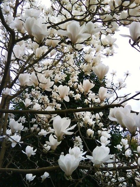 White Magnolia Tree, White Blossom Tree, Evergreen Magnolia, Plants For Home Garden, Garden Wedding Flowers, Plants For Home, Perennial Flower, White Blossom, Fragrant Garden