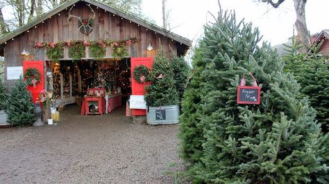 Best Tree Farm in Oregon Christmas Classroom Treats, Country Christmas Trees, Farm Craft, Christmas Tree Lots, Christmas Dreaming, Jamais Vu, Christmas Farm, Farmhouse Christmas Tree, Black Christmas Trees