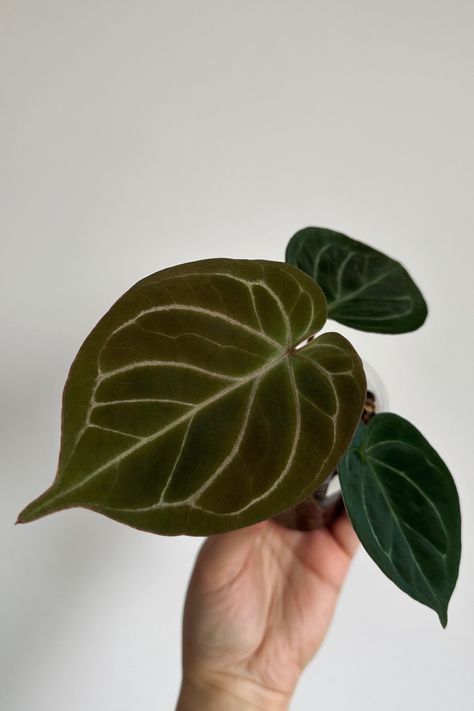 My last year (2023) wish list plant 😍🪴 2023 Wish List, Anthurium Crystallinum, Plant Collection, Dec 12, Tropical Garden, Outdoor Plants, Wish List, My Last, Ecuador