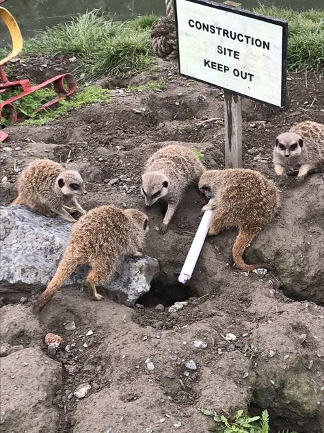 Meerkat Mail, Planet Zoo Meerkat Habitat, Meerkat Aesthetic, Cute Meerkat, Meerkat Enrichment, Enrichment Projects, Animal Pen, Animal Planet, Brown Bear