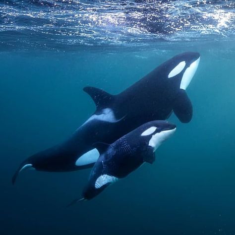 orcas on Instagram: “Trying my daring best. - PC: @toddthimios  #dolphin #orca #blackfish #whalewatching #conservation #savethewhales #marinebiology…” Orcinus Orca, Sea Mammal, Save The Whales, Beautiful Sea Creatures, Orca Whales, Most Beautiful Animals, Wild Creatures, Killer Whale, Rare Animals