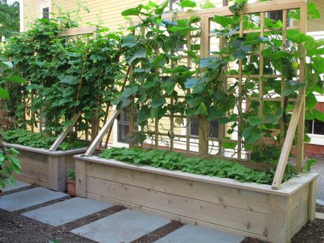 Nilsen Landscape Design » A City Side Yard Transformed into a Productive Vegetable Garden Small Side Yard Garden Ideas, Vege Garden Design, Side Yard Landscape, Vege Garden Ideas, Yard Landscape Ideas, Side Yard Landscaping, Small Vegetable Gardens, Yard Landscape, Side Garden