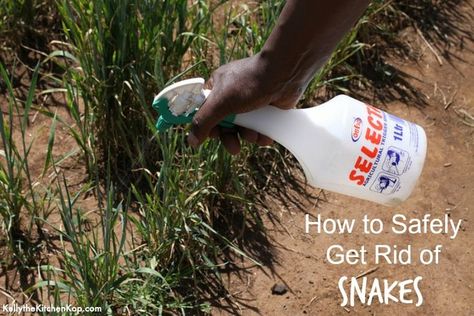 I hate snacks. This Natural Snake Repellent may help keep them out of our yard where the kids play. How To Repel Snakes, Natural Snake Repellent Homemade, How To Get Rid Of Snakes Around House, Snake Repellant Homemade, Natural Snake Repellent, Snake Repellant, Snake Repellent, Diy Pest Control, Best Chicken Coop