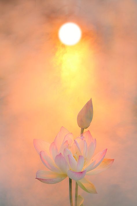 Lotus, Sun, Pink, The Sun, Green, White