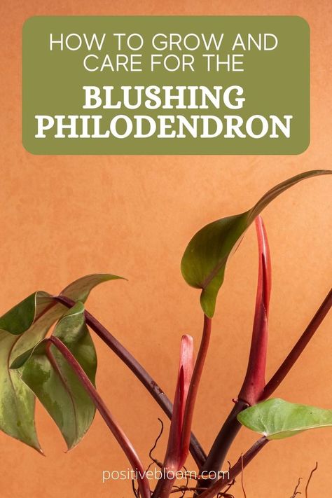 Here’s all you need to know about Blushing philodendron. Learn its care requirements, propagation methods, and some common problems with solutions. Blushing Philodendron Care, Blushing Philodendron, Propagation Methods, Philodendron Care, Philodendron Plant, Plant Growing, Rubber Plant, Indoor Plant Care, Mom Era