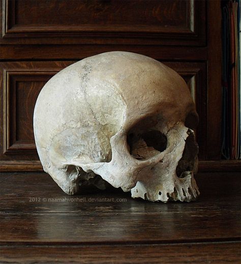 Skull 3/4 View, Skull No Jaw, Skull Without Jaw, Human Skull Photography, Skull Photography, Skull Anatomy, Anatomy Bones, Skull Reference, Real Skull