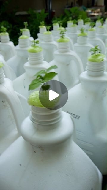 Keep on Growin' on Instagram: "Cheap Hydroponics. Save Your Jugs! 😀🌿👍 #diy #gardening #hydroponics" Kratky Hydroponics Diy, Hydroponic Gardening Diy, Diy Hydroponics, Hydroponic Solution, Raised Gardens, Diy Cooler, Hydroponics Diy, Tower Garden, Diy Gardening