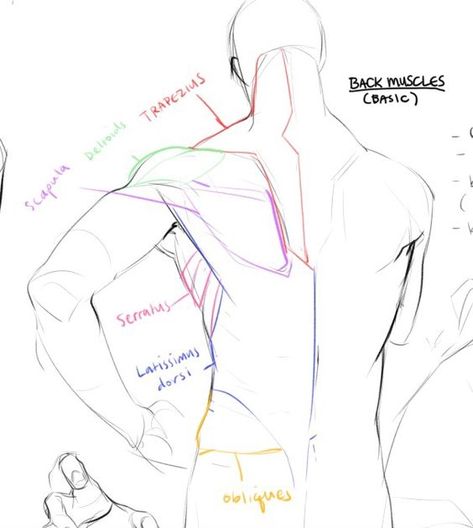 남성 근육, Anatomy Tutorial, Human Anatomy Drawing, Muscle Anatomy, Human Figure Drawing, Human Anatomy Art, Anatomy Sketches, Body Reference Drawing, Body Anatomy