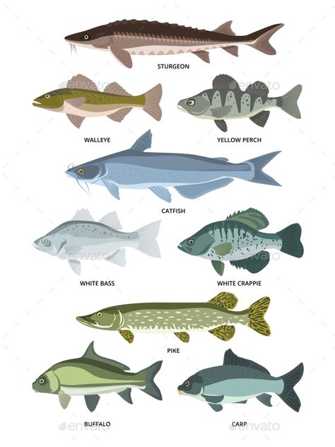 Vector collection of different kinds of freshwater fish. Fresh aquatic fish, sturgeon and walleye, perch and crappie illustration River Fish Illustration, Aquatic Background, Dog Paw Print Art, Ancient Fish, Sturgeon Fish, Paw Print Art, Pike Fish, River Fish, Designer Drawing