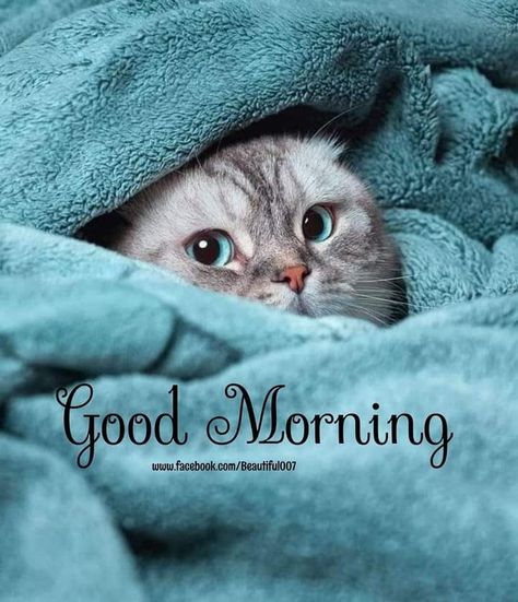 Good Morning Hugs, Good Morning Cute, Good Morning Animals, Good Morning Cat, Good Morning Christmas, Good Night Cat, Good Morning Hug, Morning Cat, Good Morning Funny Pictures