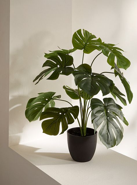 This synthetic plant is the piece you need to create a small abundance of greenery thanks to its large heart-shaped leaves worthy of lush tropical forests. It will beautifully complement the greenest decor!- High-quality plastic- Malleable metallic wire inside to rearrange the leaves as needed- Refined black plastic pot (5" at opening)- 24" (61 cm) tallPlease note that online-only items are shipped directly from the supplier. Consequently, they are delivered separately from regular Simons products and may arrive within a different time frame. Additionally, the packaging may look different than what you normally receive from Simons. Black Room With Plants, Black And Green Room, Plante Aesthetic, Studio Plants, Room Decor Green, Plants Bedroom, Plants Monstera, Monstera Plants, Tropical Forests