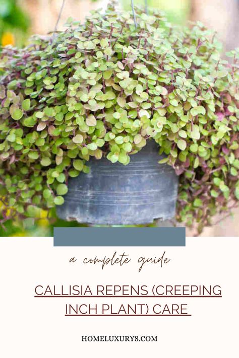 Callisia Repens (Creeping Inch plant) Care and Growing Guide to learn about the soil , light , fertilizer, water and humidity requirements for this plant Creeping Inch Plant, Creeping Inch Plant Care, Creeping Indoor Plants, Inch Plant Care, Indoor Plant Care Guide, Inch Plant, Indoor Plant Care, The Soil, Indoor Plant