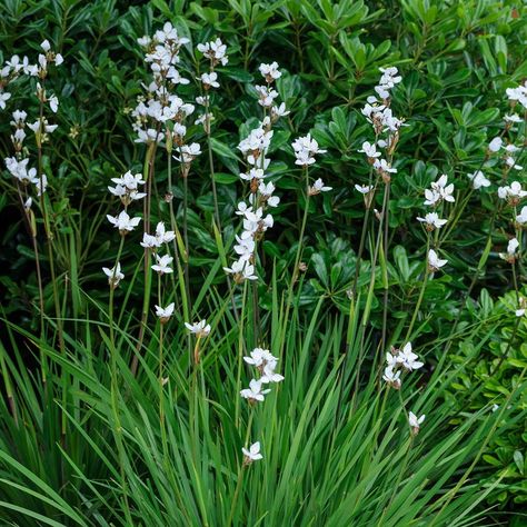 Got narrow borders? 🌸 Here are some of the best plants you can grow to make the most of your space: espalier trees, bearded iris, libertia, honeysuckle, erigeron, lavender, Japanese quince. Find more great plants for narrow borders, plus advice on growing all of the above, at the link in our bio. #Flowers #GardenDesign #GardenIdeas #GardenersWorld Plants For Narrow Borders, Boarder Plants, Small Garden Borders, Garden Border Plants, Front Yard Landscaping Design Layout, Courtyard Plants, Landscaping Ideas Front Yard, Ideas Front Yard Landscaping, Edging Plants