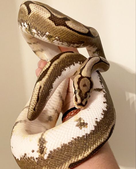 Cute Ball Python Snakes, Normal Ball Python, Ball Python Enclosure Ideas, Full Grown Ball Python, Ball Python White, Albino Ball Python Aesthetic, Ball Python Full Grown, Dream Snake, Snake Images