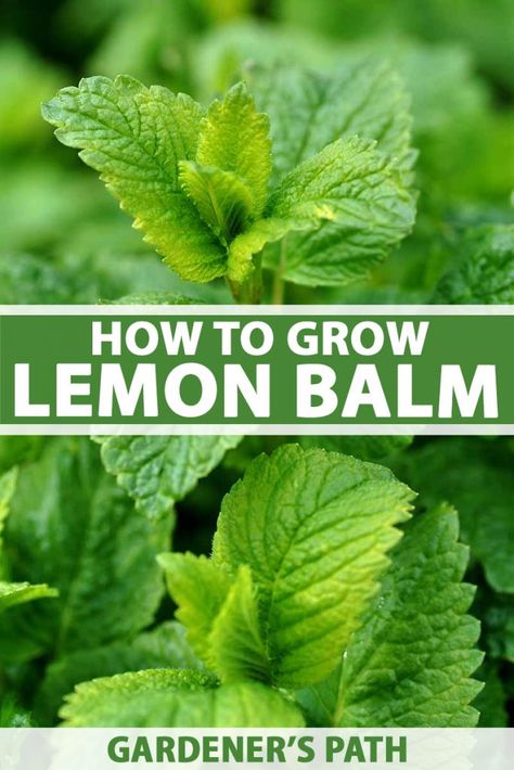 Growing Lemon Balm, Lemon Balm Plant, Grow Lemon, How To Grow Lemon, Medicinal Herbs Garden, Diy Herb Garden, Container Garden Design, Herb Garden Design, Herbaceous Perennials