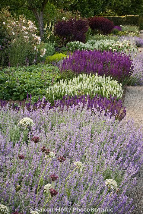 Summer perennial border with Catnip, ornamental onion flowers (Allium), white and purple sage (Salvia) Onion Flowers, Ornamental Onion, Garden Library, Onion Flower, Purple Sage, Perennial Border, Purple Garden, Sitges, Love Garden