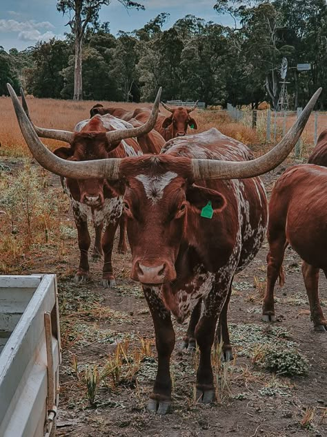 Longhorn Cattle Photography, Western Asthetic Picture, Cute Cow Pics, Cow Ranch, Cows Aesthetic, Cute Cattle, Cow Pics, Texas Longhorn Cattle, Western Photos