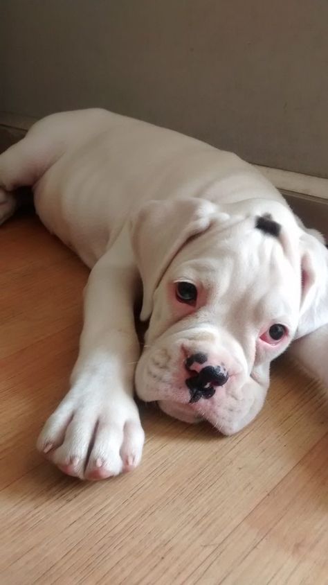 Just one spot on the head. White boxer puppies. White Boxer Puppies, Boxer Pup, White Boxer Dogs, Boxer Dogs Funny, Boxer And Baby, Cesar Millan, White Boxers, Boxer (dog), Puppy Kisses