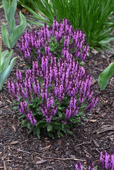 Autumn Sage Plants, Caradonna Salvia, Salvia Plant, Mediterranean Balcony, Salvia Garden, Rockin Deep Purple Salvia, Meadow Sage Salvia, Salvia Purple Rain, Salvia Mystic Spires Blue