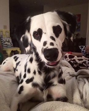 Long Haired Dalmatian, จีซอง Nct, Dalmatian Puppy, Dalmatian Dog, Pretty Animals, 웃긴 사진, Fluffy Animals, Cute Animal Photos, 영감을 주는 캐릭터