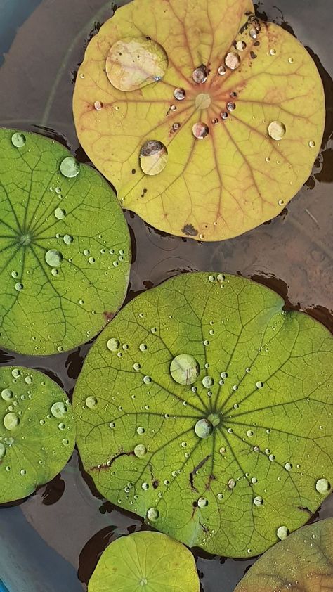 Rain Drop On Lotus Leaf Water Droplet On Leaf, Lotus Leaf Art, Lotus Leaf Drawing, Leaf With Water Drop, Lotus Texture, Leaves On Water, Lotus Flower Leaf, Leaf Composition, Blue Orchid Flower