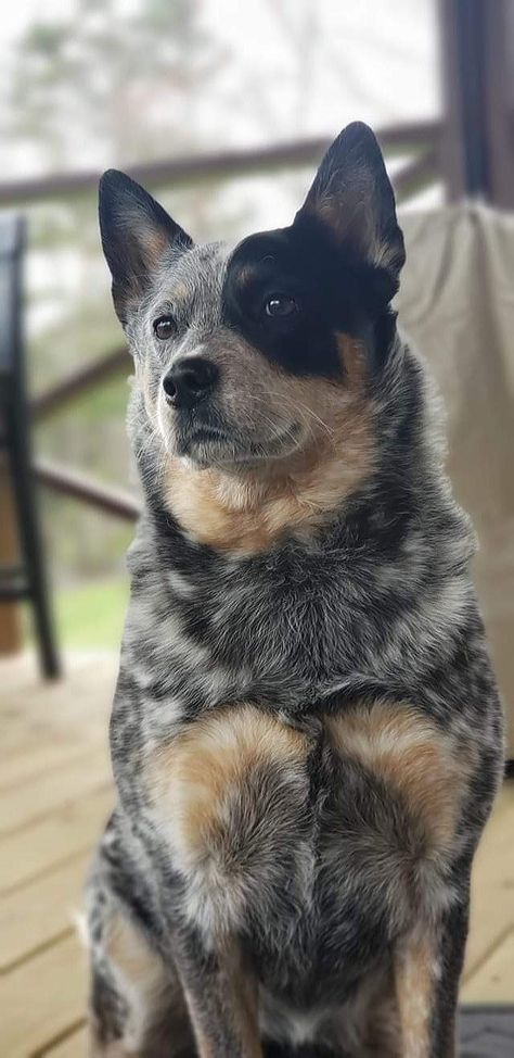 Texas Heeler Dogs, Blue Healers Dog, Walker Hound, Queensland Heeler, Blue Healer, Aussie Cattle Dog, Heeler Dogs, Blue Heeler Dog, Austrailian Cattle Dog