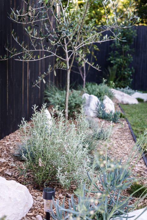 Fence Photography, Painted Fence, Australian Garden Design, Tattoo Plant, Australian Native Garden, Australian Garden, Coastal Gardens, Native Garden, Home Magazine