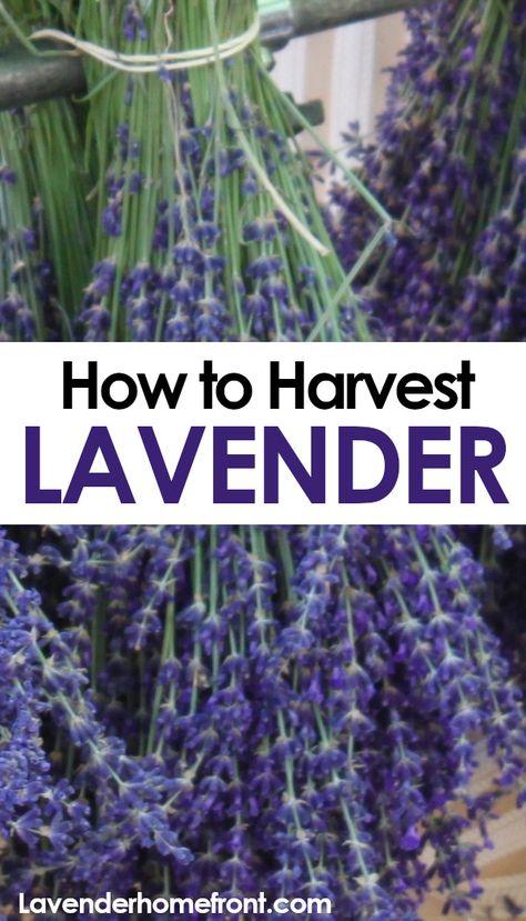 Harvest Lavender How To, How To Harvest Lavender Flowers, Harvesting Lavender How To, How To Prune Lavender Plant, Preserving Lavender, How To Use Fresh Lavender, How To Dry Lavender, Fresh Lavender Uses, When To Harvest Lavender