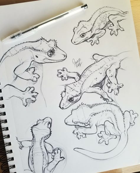 Crested gecko Animal Drawings Sketches, Crested Gecko, Animal Sketches, Arte Animal, Lizards, Sketchbook Art Inspiration, Art Drawings Sketches Simple, Cool Art Drawings, Art Inspiration Drawing