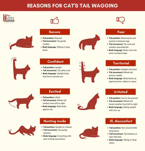 Cat Tail Meaning, Cat Tail Language, Pallet Deck Diy, Cat Ears And Tail, Cat Language, Cat Body, Diy Accent Wall, Feeling Weak, Easter Basket Diy