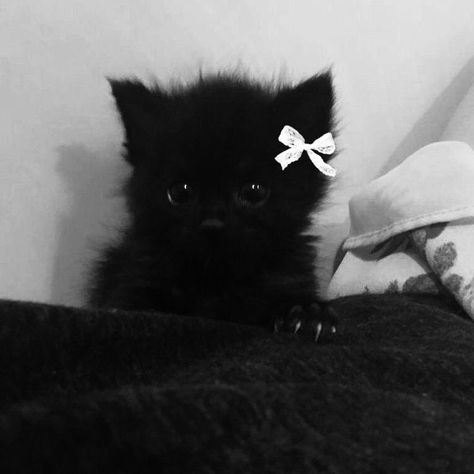 Black And White Pfps, Black Cat Pfp, Dark Kawaii, Black Pfp, Silly Cats Pictures, Cute Cats Photos, Cat Icon, Pretty Animals