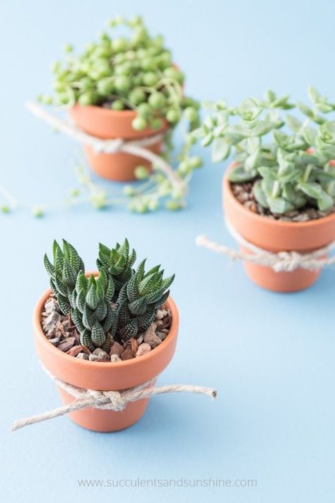 These succulent wedding favors in small terra cotta pots are so easy to make and are sure to be a hit! Plus you can order everything you need in one place Table Gifts, Succulent Bouquet Wedding, Succulent Wedding Favors, Blue Succulents, Succulent Favors, Succulent Cuttings, Succulent Centerpieces, Succulent Garden Diy, Succulent Wreath