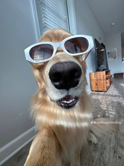 Dog Aesthetic Funny, Dog With Sunglasses Aesthetic, Dogs In Sunglasses, Dog Holding Phone, 0.5 Dog Pics, Funny Dog Pfp, Dog Pfp Aesthetic, Aesthetic Dog Pfp, Funny Dog Aesthetic